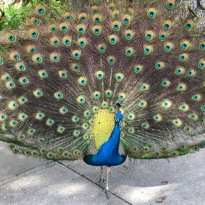 Meet your Posher, Darci